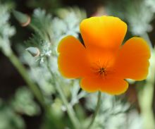 California poppy 2