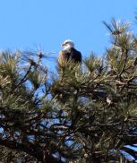 That's a real bald eagle -- obviously not the pistachio-cracking kind!