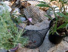 It's like a shark cage to lavender and butterfly bush.