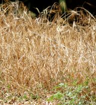 Sign of a California summer: dry grass