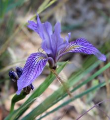 Wild iris