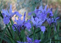 Wild irises