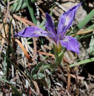 Iris douglasiana gone wild at Strawberry Peak! (Holly Ocasio Rizzo)