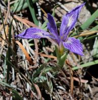 Iris douglasiana gone wild at Strawberry Peak! (Holly Ocasio Rizzo)