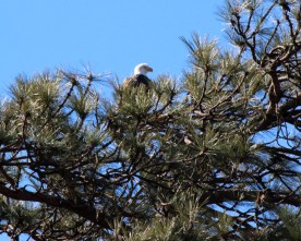 The eagle has landed -- in a tree next to the Crestline Chamber of Commerce building.