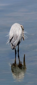 A great blue heron uses Lake Gregory as a mirror.