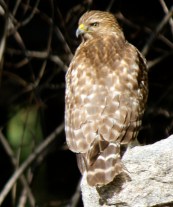A hawk looks over the neighborhood from the steps of a cabin called the Forty-Niner because 49 steps lead to the front porch.
