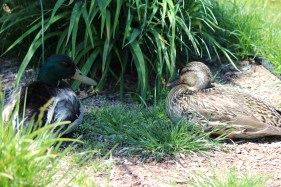 A mallard couple has a restful picnic at Boulder Bay, Big Bear Lake.