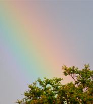 A pot of gold in an oak?